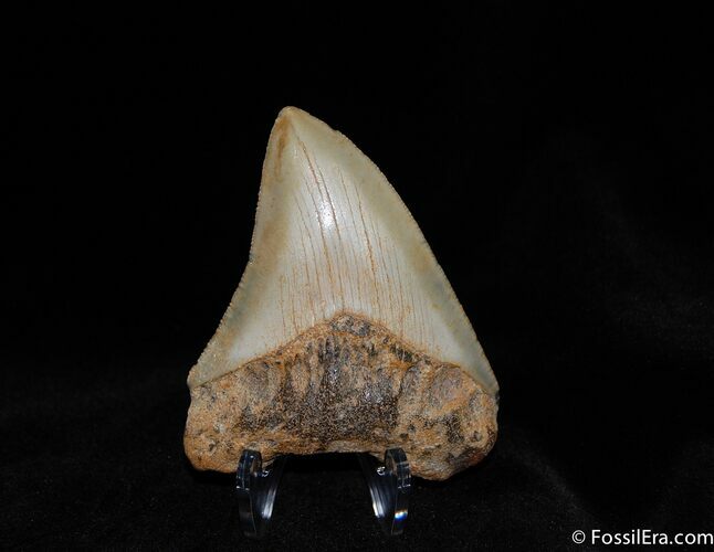 Inch Megalodon Tooth - Great Serrations and Color #106